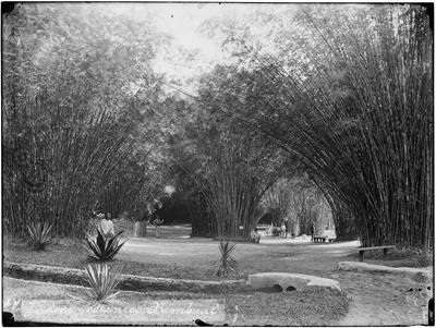 Jardim Botânico - Bambus