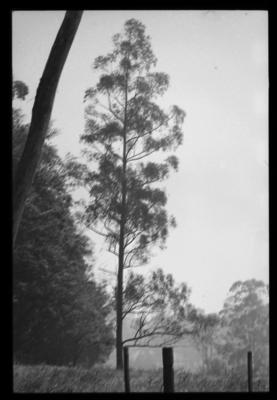 Campanha publicitária da Aracruz Celulose