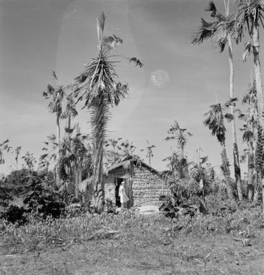 Extração e produção da Carnaúba