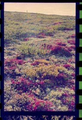 Viagem com a bióloga Livia Monami para registrar a caça da baleia branca