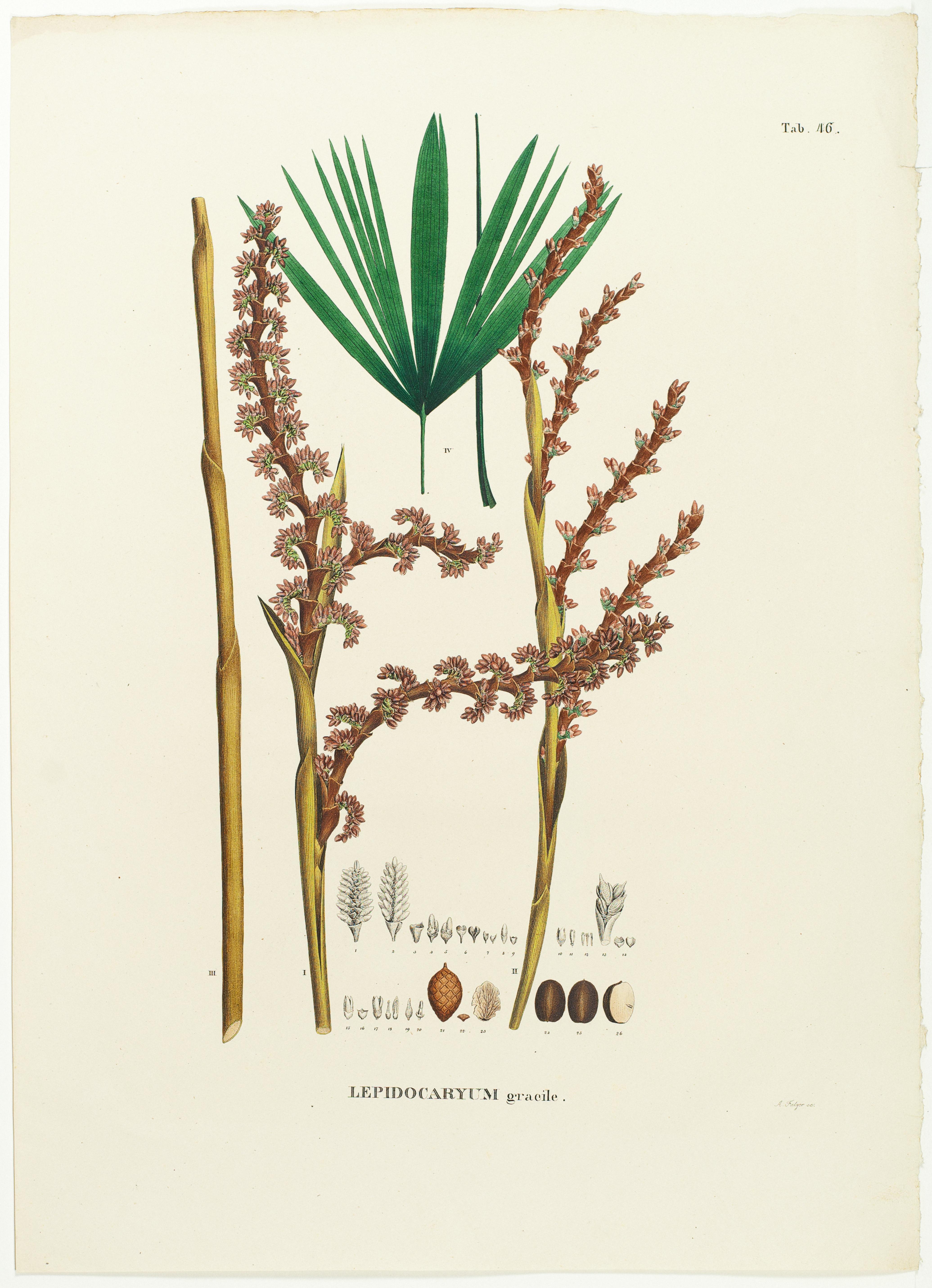 Lepidocaryum gracile