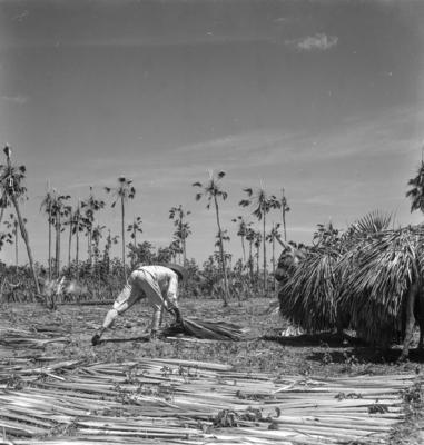 Extração e produção da Carnaúba