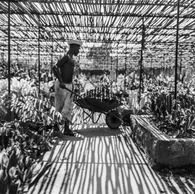 Funcionário do Sítio Burle Marx