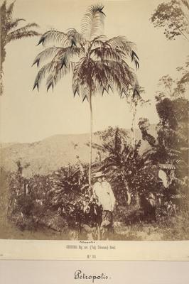 Petrópolis. Geonoma Esp. nov. (urucurana)