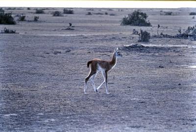 Aventuras de Igor na Antártida