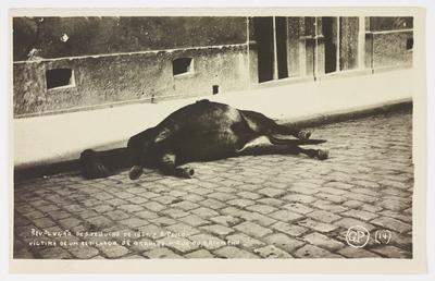 Efeitos da Revolução de 1924 – Cavalo, vítima de um estilhaço de granada