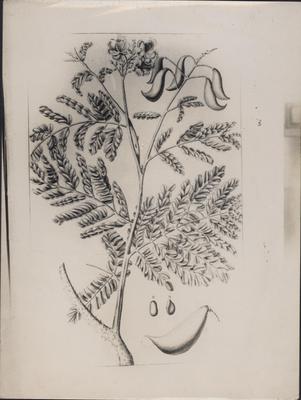 Pau-brasil (desenho)