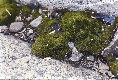 Aventuras de Igor na Antártida