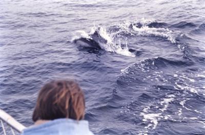 Aventuras de Igor na Antártida