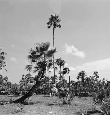 Extração e produção da Carnaúba