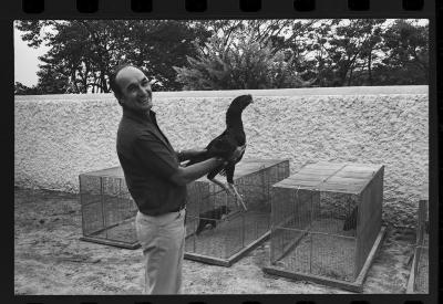 Galos usados para briga de galos