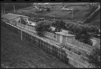 Galos usados para briga de galos