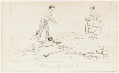 Tortoise laying Eggs on the Sea-Shore