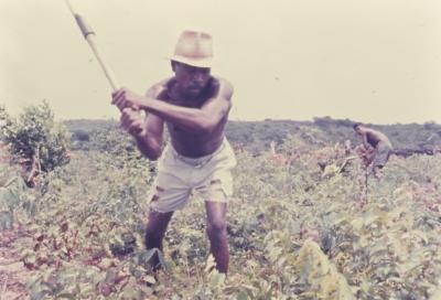 Roça no Quilombo de Sibaúma