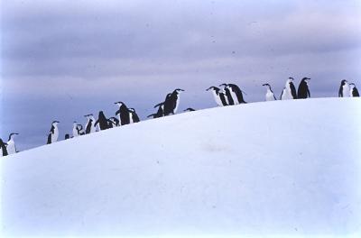 Aventuras de Igor na Antártida