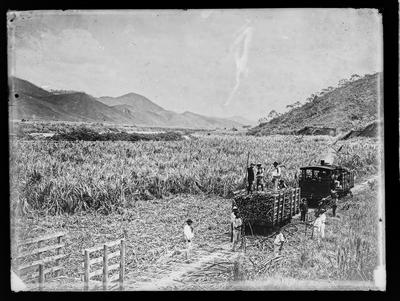 Fazenda não identificada. Colheita de cana-de-açúcar