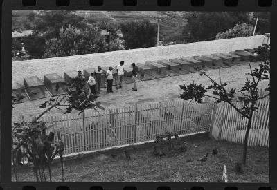 Galos usados para briga de galos