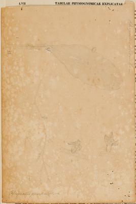 Rhipsalis rhombea Rhipsalis penduliflora