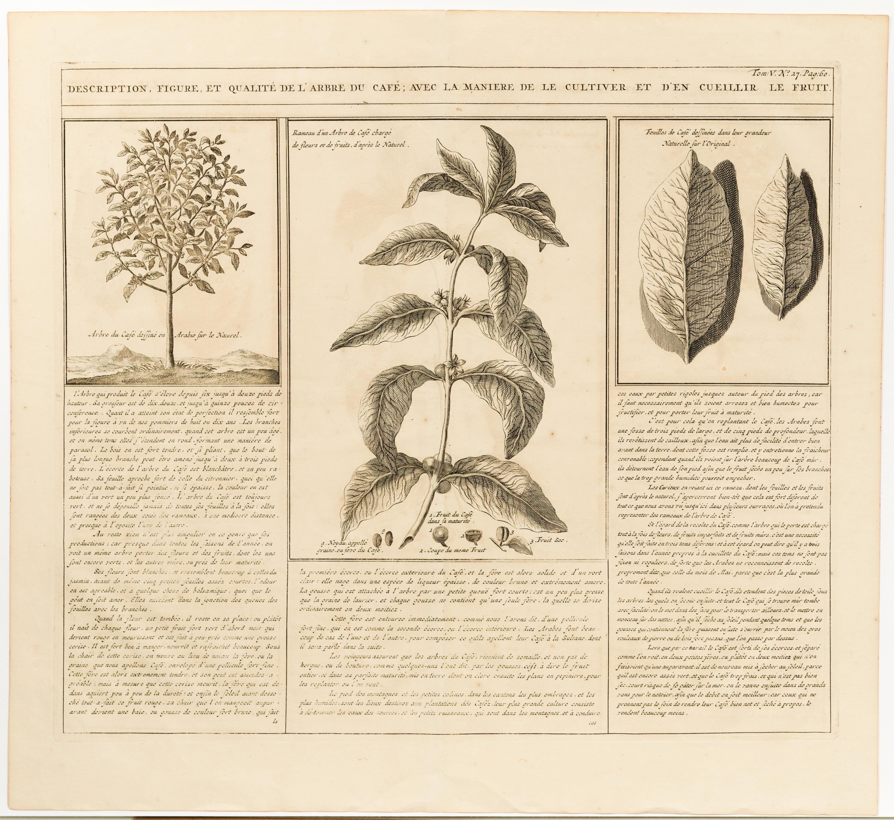 Description, Figure, et Qualité de l'Arbre du Café; avec la maniere de le cultiver et d'en cueillir le fruit