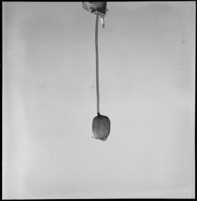 Campanha publicitária da agência J. Walter Thompson para o fungicida Manzate - tomate