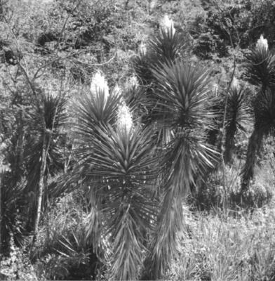 Flora do Jardim Botânico do Rio de Janeiro