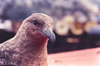 Aventuras de Igor na Antártida