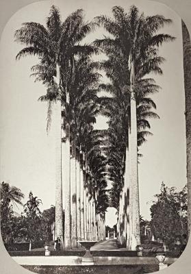 Aleia das Palmeiras do Jardim Botânico