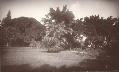 O jardim de Wornsdorffs