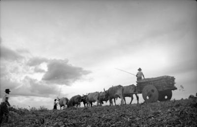 Campanha publicitária da Johnson & Johnson - fazenda