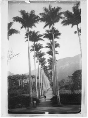 Alameda de Palmeiras - Jardim Botânico