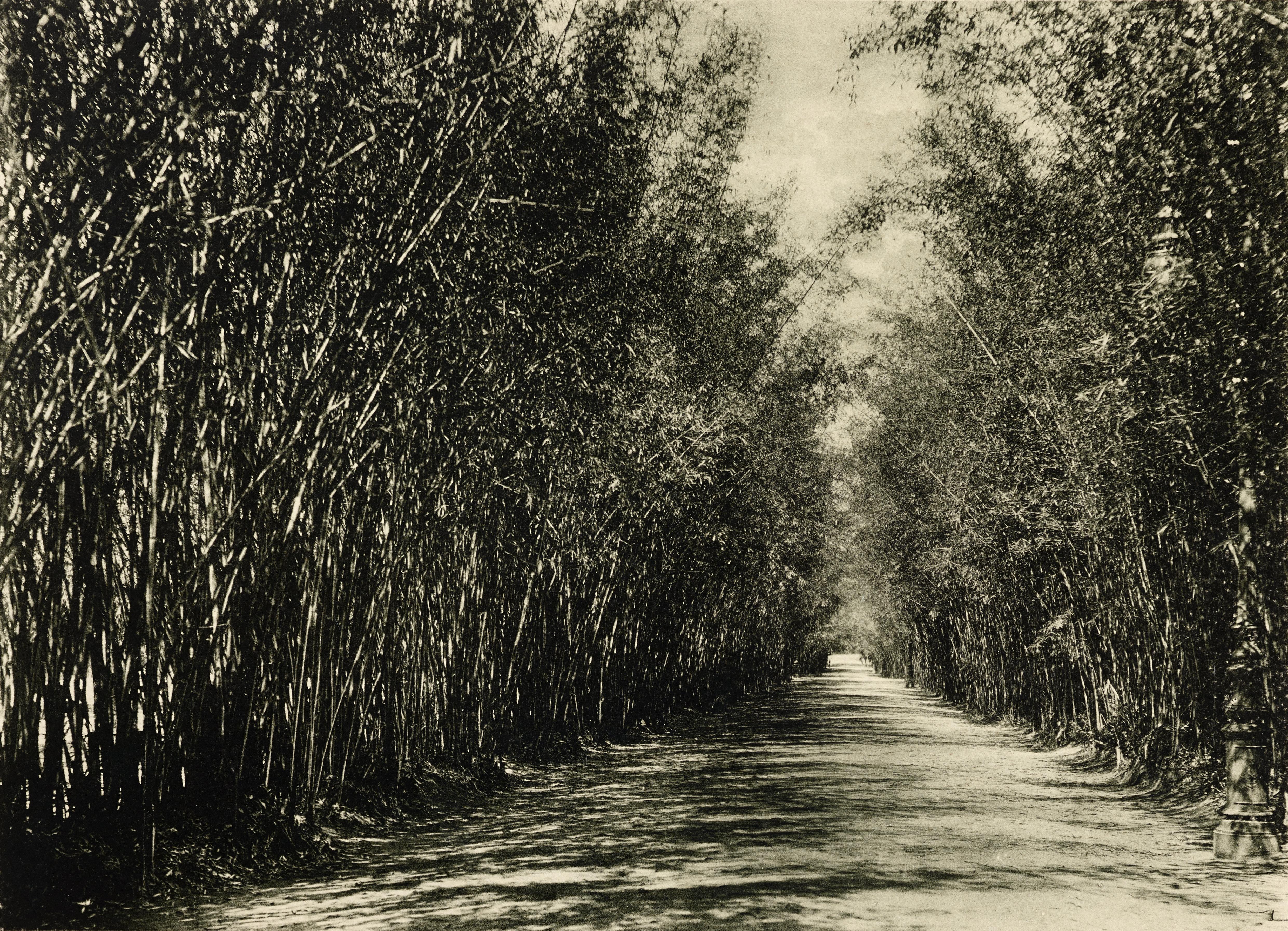 Quinta da Boa Vista - Alameda dos bambus