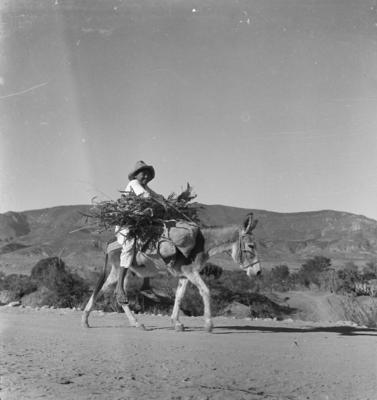 Cidadão em lombo de mula