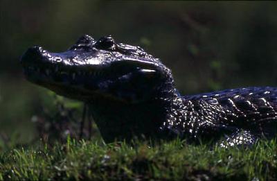 Série Amazonas - Jacaré