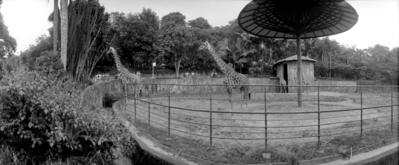 Girafas no Jardim Zoológico