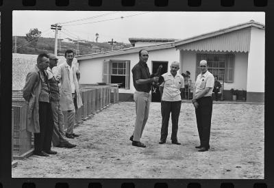 Galos usados para briga de galos