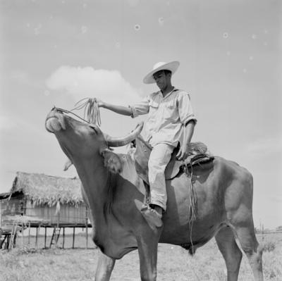 Vaqueiro - Ilha Mexiana