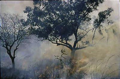 Série Xingu - Queimada