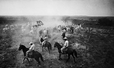 Série Guimarães Rosa - Vaqueiros conduzem boiada