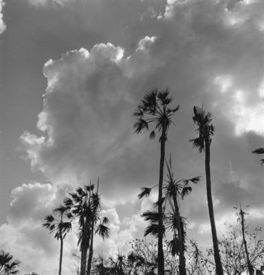 Extração e produção da Carnaúba