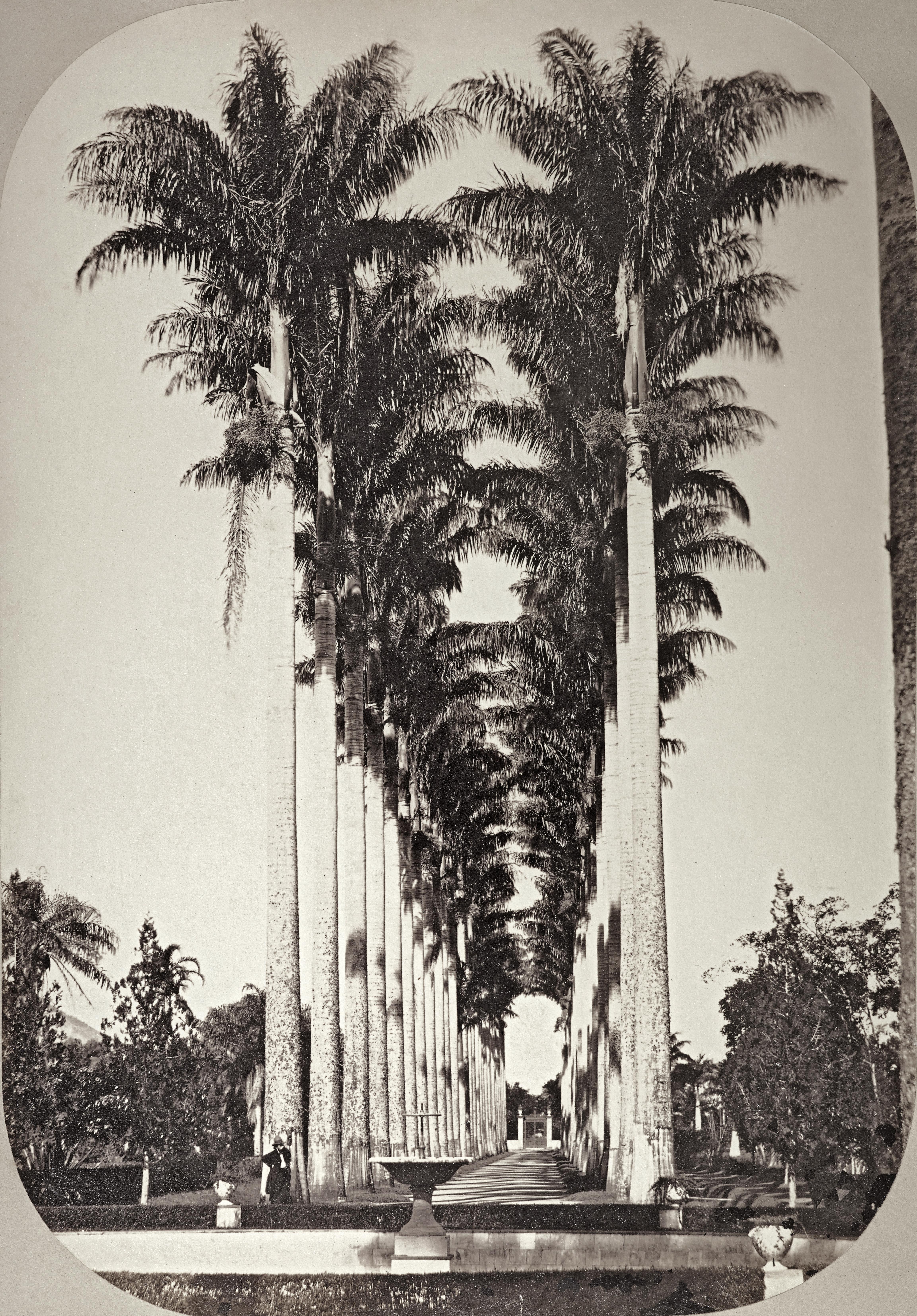 Aleia das Palmeiras do Jardim Botânico