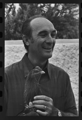 Galos usados para briga de galos