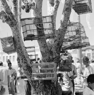 Feira dos Passarinhos