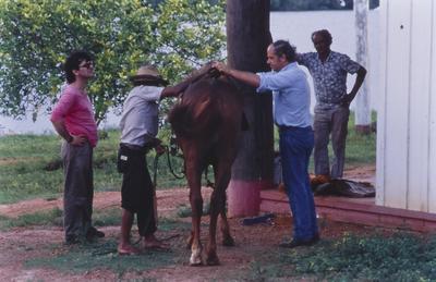 Pessoas em volta de cavalo, de camisa azul e calça jeans, Kim Esteve