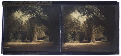 Bambus no Jardim Botânico