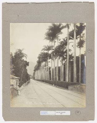 Rua Jardim Botânico; à direita, a aleia das Palmeiras Imperiais