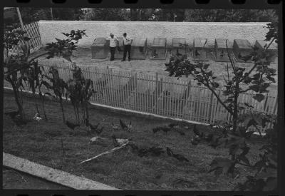 Galos usados para briga de galos