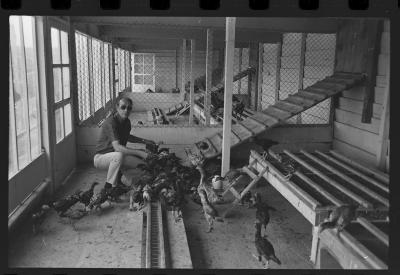 Galos usados para briga de galos