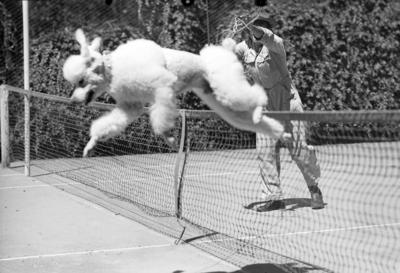 Cachorro de Mariasinha Monteiro