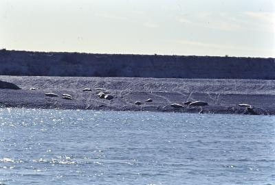 Aventuras de Igor na Antártida