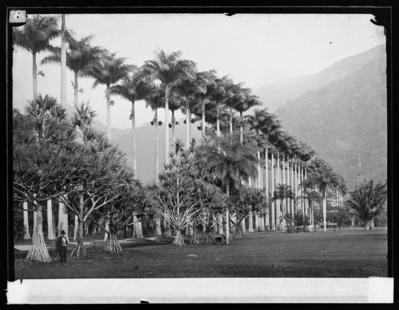 Aleia das Palmeiras Imperiais